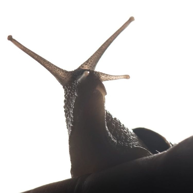 cover art for S02E29 L'escargot qui m'apprit l'importance de la lenteur 1/2, Déborah Hamon (hélicicultrice)