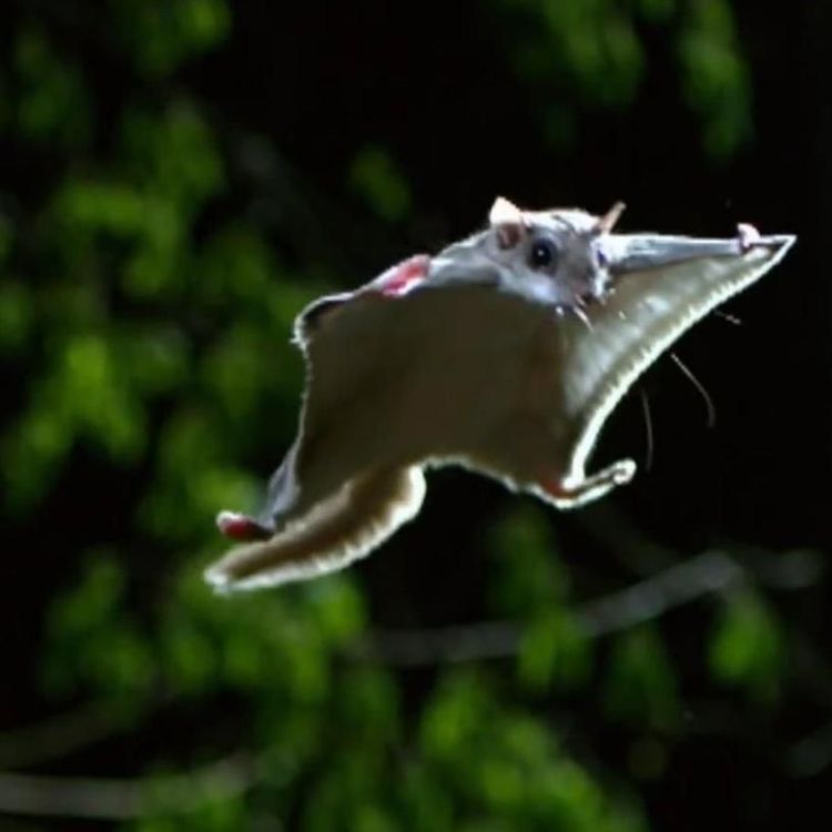 cover art for S02E27 De l'écureuil volant au wingsuit: Thomas Malahel (prof parachutisme)