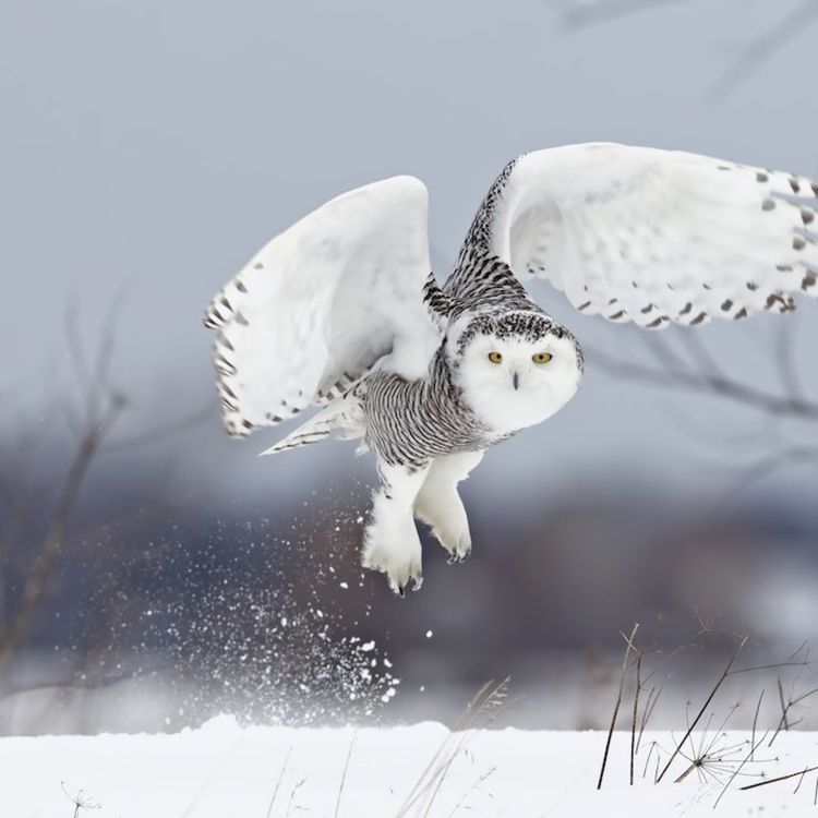 cover art for S02E16 De l'Arctique à l'Antarctique, Kris de Bardia 2/3 (guide animalier)