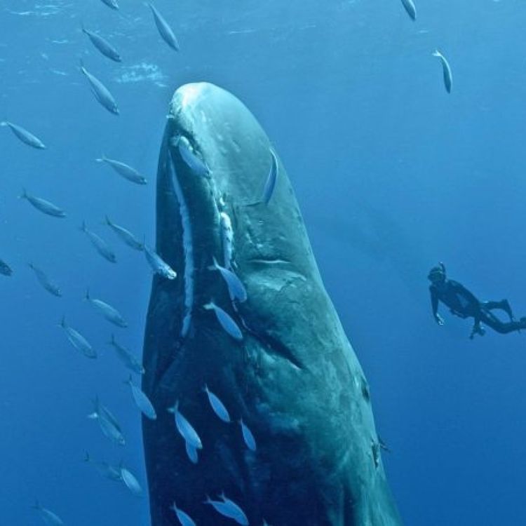 cover art for S02E11 Une amitié avec les cachalots 1/2, François Sarano (océanographe, plongeur)