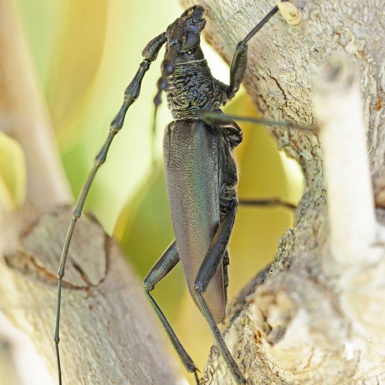 cover art for S01E16 Emmanuel Delannoy (consultant, Pikaia): surfer sur la "permaéconomie"