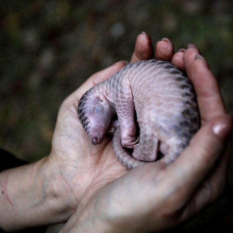 cover art for S01E03 Pangolin: la carapace était presque parfaite 1/2