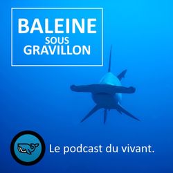 cover art for Baleine sous Gravillon (BSG)