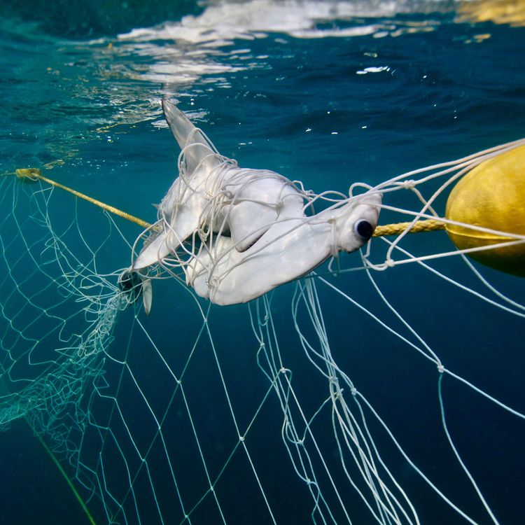 cover art for "Envoy: Shark Cull" with Lauren Sandeman & Andre Borell (Part 1 of 2)