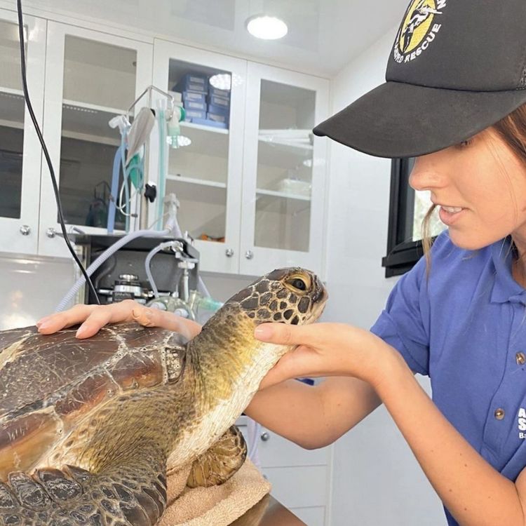 cover art for Olly Pitt on rescuing seabirds, shorebirds, sea turtles & sea snakes (Part 1 of 2)