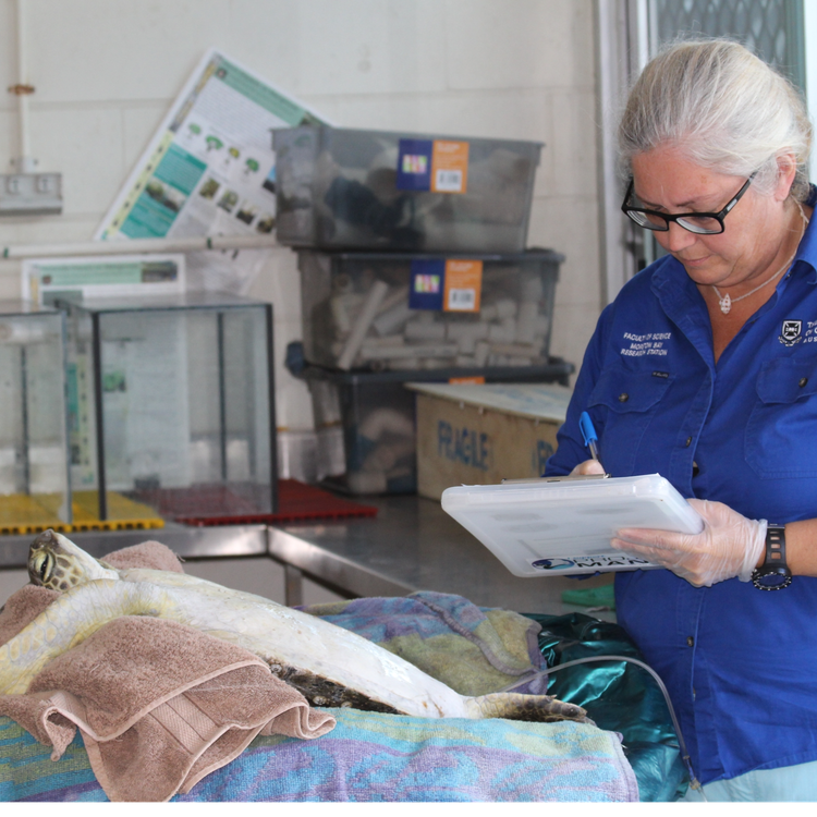 cover art for Saving sea turtles from marine debris with Dr Kathy Townsend (Part 1 of 2)