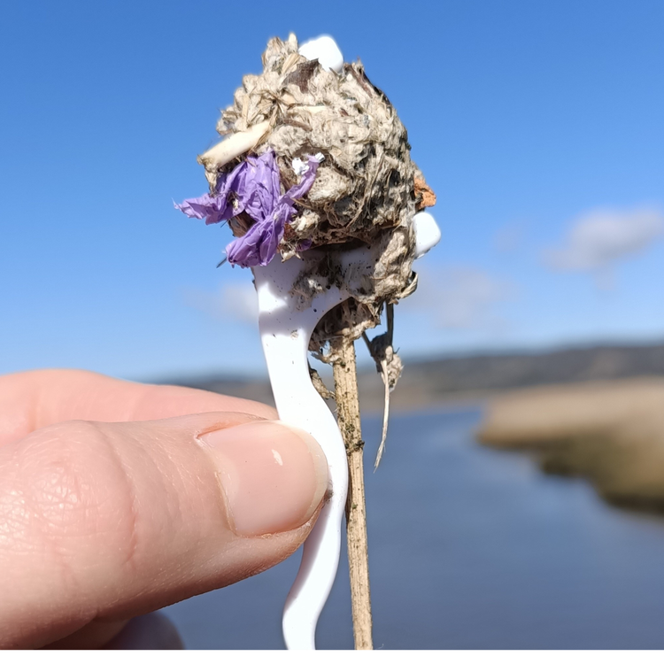 cover art for Seabird vomit & poo with Megan Grant & Lillian Stewart (Part 1 of 2)