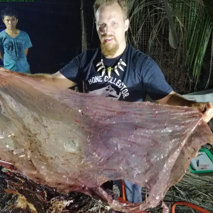 cover art for Darrell Blatchley and a dead whale with 40kg of plastic in its stomach