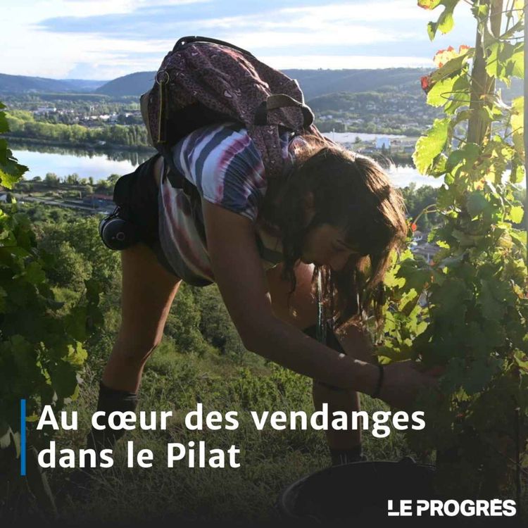 cover art for On a testé les vendanges dans le Pilat, épisode 1
