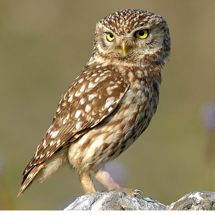 cover art for Les sons de ces espèces qui disparaissent : la chouette chevêche