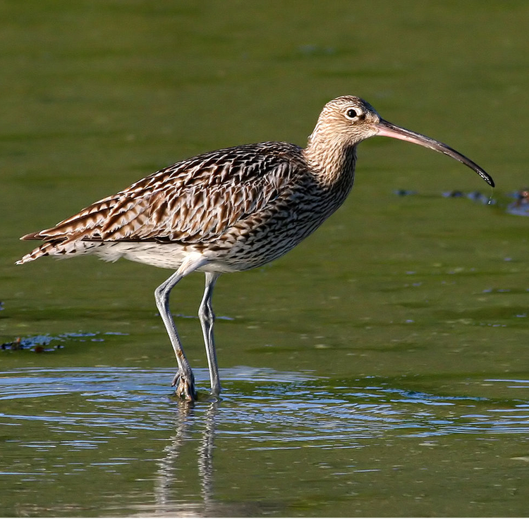 cover art for Les sons de ces espèces qui disparaissent : le courlis cendré