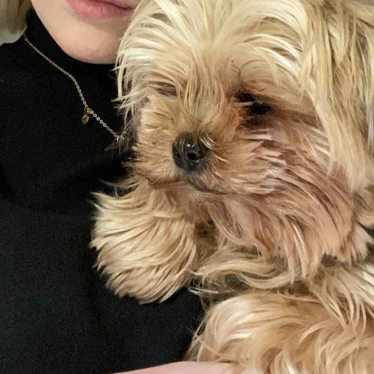 cover art for Enjoy tué par un autre chien à Ahuy : Morgane, sa maîtresse, raconte la scène  