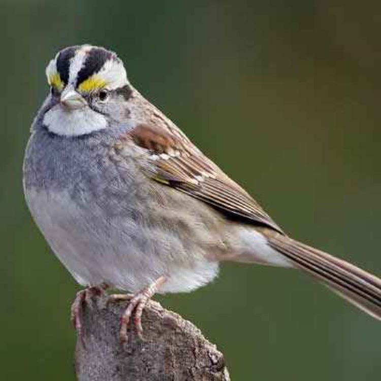 cover art for Le chant du Bruant à gorge blanche aux Bouchoux