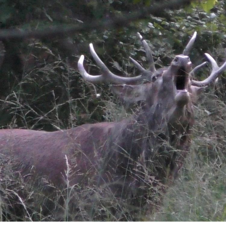 cover art for Le brame d'un cerf en forêt de Chaux
