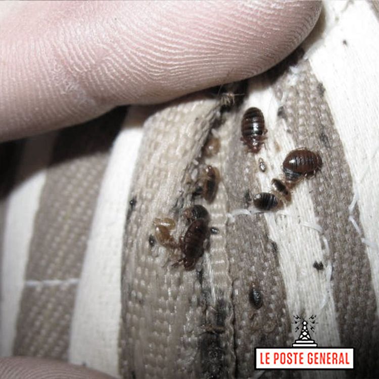 cover art for La punaise de lit - Cimex Lectularius