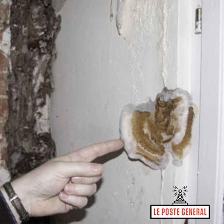 cover art for La mérule -  Serpula lacrymans