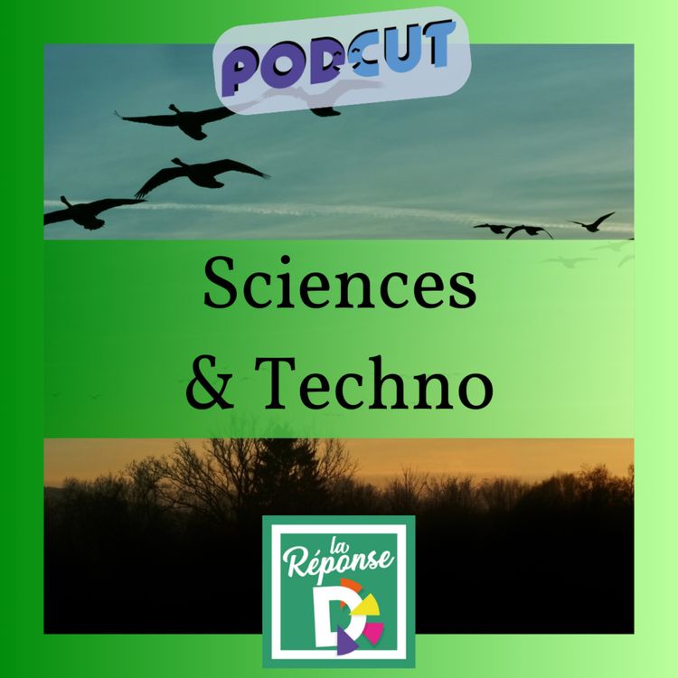 cover art for Sciences et techno - Est-ce que les oiseaux migrateurs ont une boussole dans la tête ?