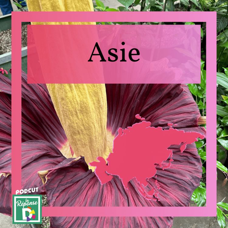 cover art for Asie - Quelle est la plus grande fleur au monde ?