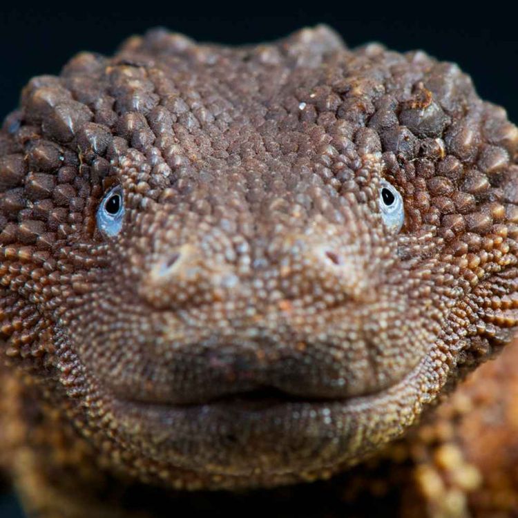 cover art for Y-ICKES!