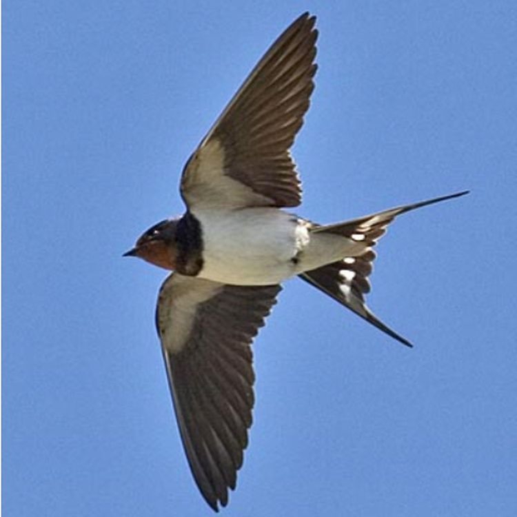 cover art for 86. Varför flyger Svalor lågt?