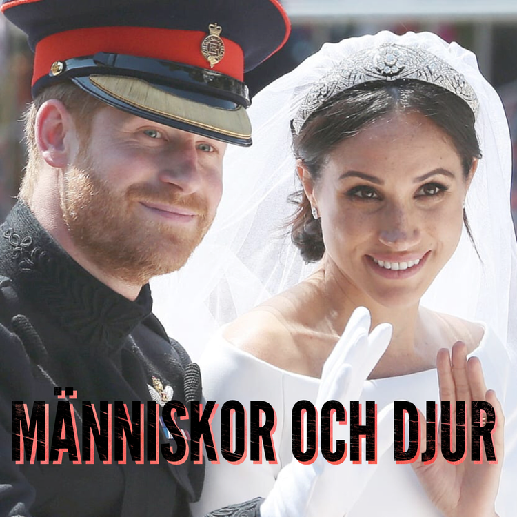 cover art for Människor och djur