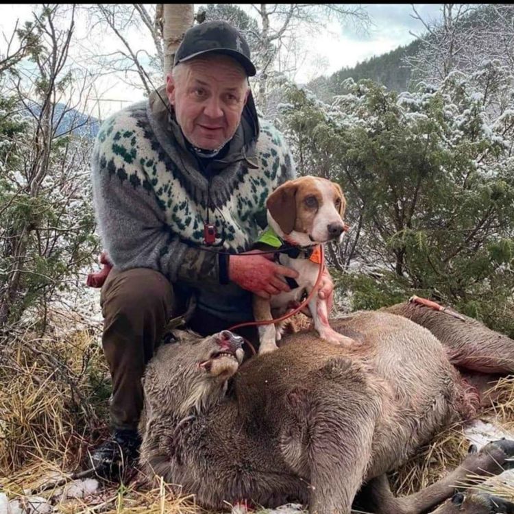 cover art for Hjortejakt med drivende hund - Vidar Langø