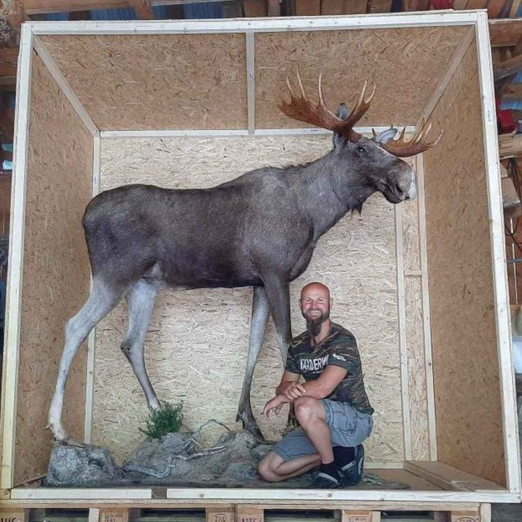 cover art for Taksidermi og hjortejakt med Utstopparen Vidar Djupvik