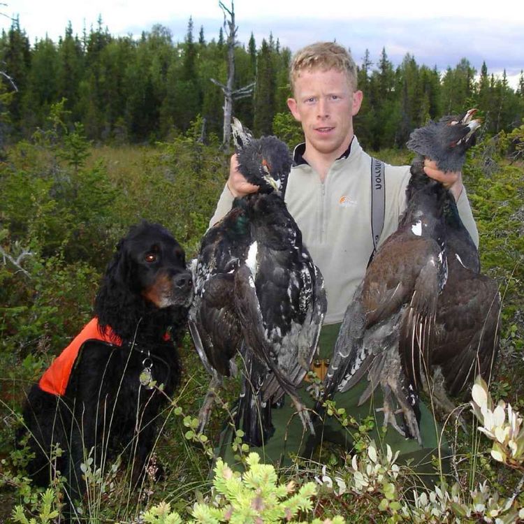 cover art for Rype, skogsfugl, fuglehunder, gaupe og jerv med Arild Dahl