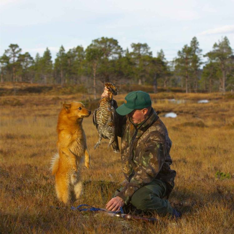 cover art for Skogsfugljakt med Roy Vebjørn Kveliaunet