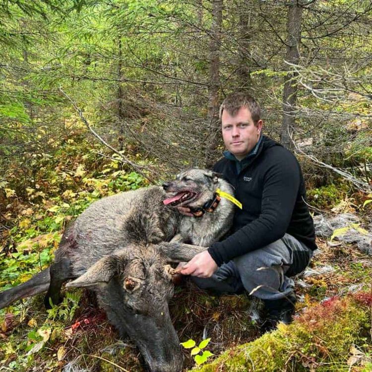 cover art for Løshundjakt på elg med Marius Olaussen