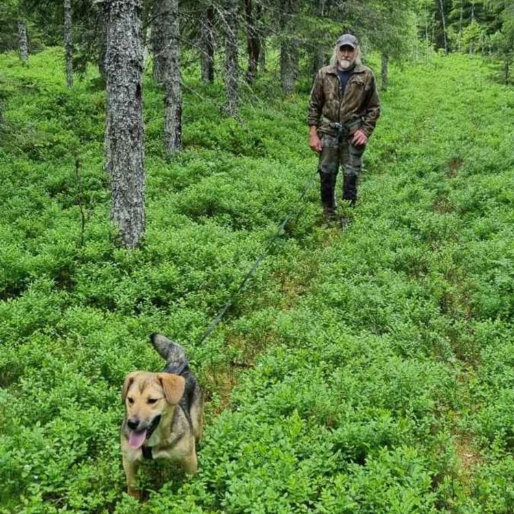 cover art for Ettersøk, hunder og elgjakt med Svein Helge Skarland 
