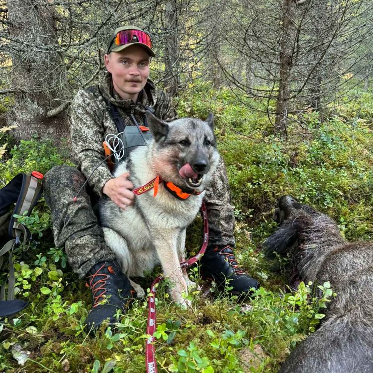 cover art for Skyting, hunder, guiding og rovvilt med Jim Are Skjerve Dullum  