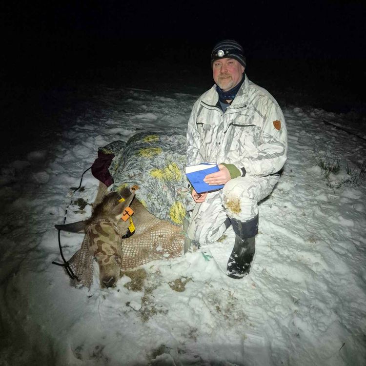 cover art for Hjort og gaupe med Erling Meisingset 