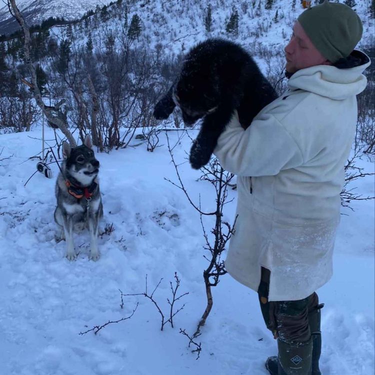 cover art for Rovvilt, hjortebrøl og våpenulykke med Harald Voldsund