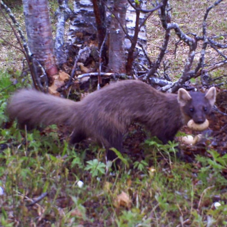 cover art for JaktiLierne del 2 - Resultatene av 5 år med fokus på smårovvilt - Pål Moa og Bjørn Roar Hagen