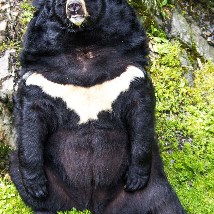 cover art for #17 Att inte kunna döda barn