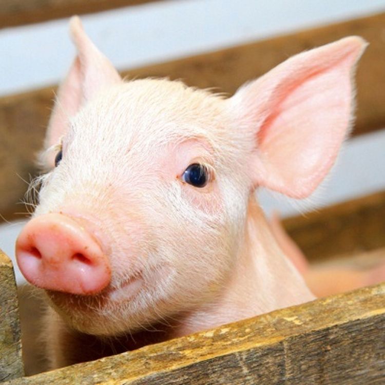 cover art for #12 Deffad gris