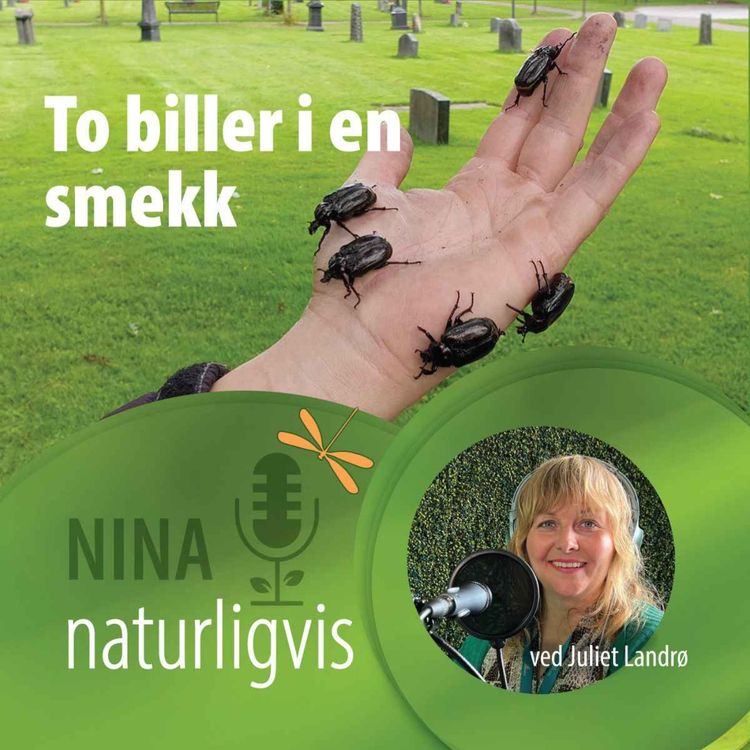 cover art for Eremitten og jegeren - to biller i en smekk! 