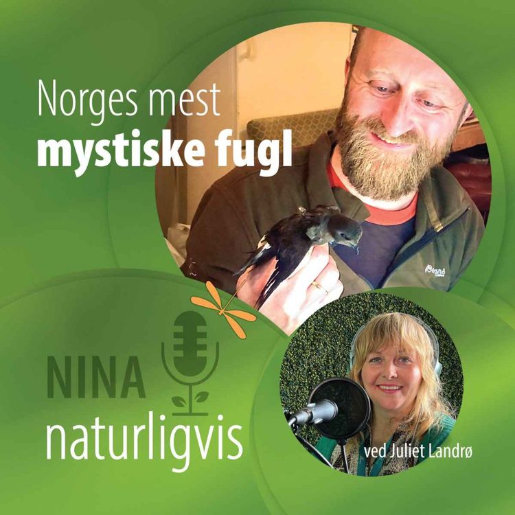 cover art for Norges mest mystiske fugl