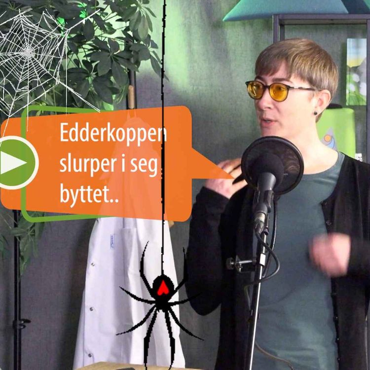 cover art for Hvorfor pynter vi med edderkopper til halloween?