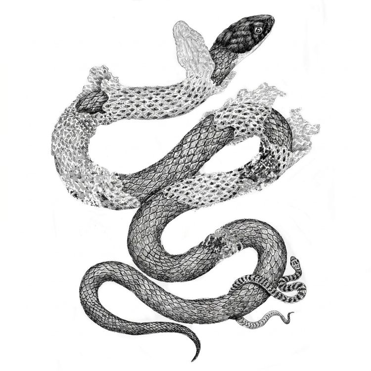 cover art for Stop Healing Your Inner Child and Shed Your Dead Trauma Skin