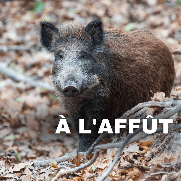 cover art for Surpopulation de sanglier : Comment en est-on arrivé là ?