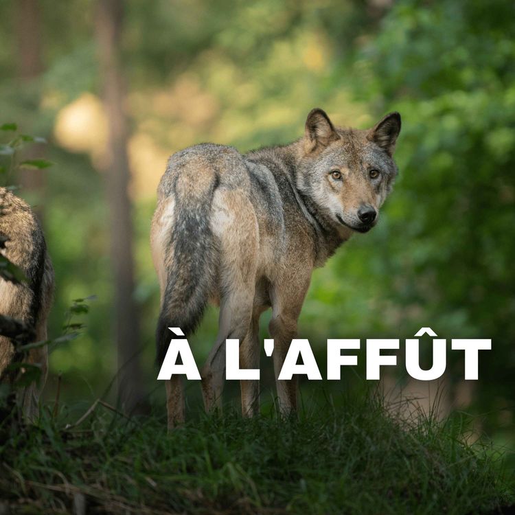 cover art for Le loup a-t-il un impact positif ou négatif sur la biodiversité en France ?