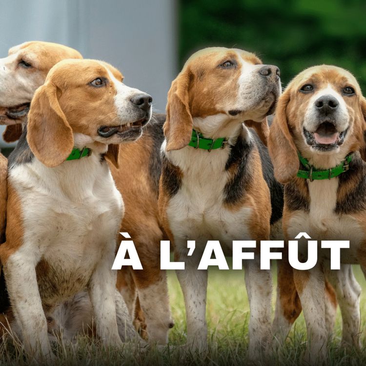 cover art for Arnaques aux chiens, LOF faites le vrai bon choix pour votre chien de chasse !