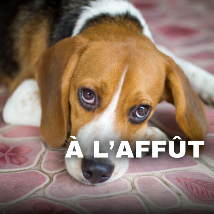 cover art for Leptospirose chez le chien: Comment la soigner et l'éviter?