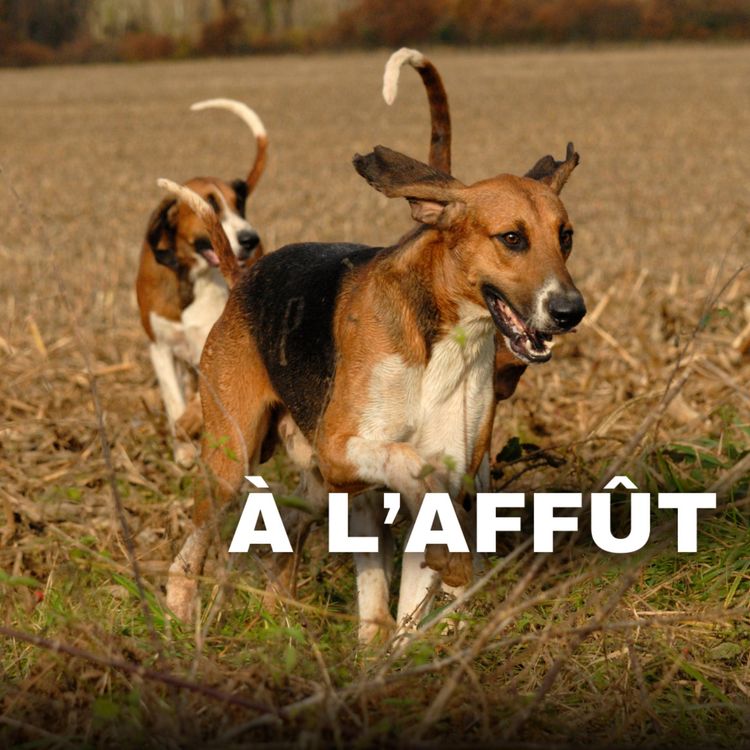 cover art for Comment créancer un chien courant pour la chasse à courre ou à tir?