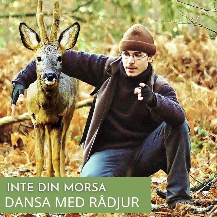 cover art for Dansa med rådjur