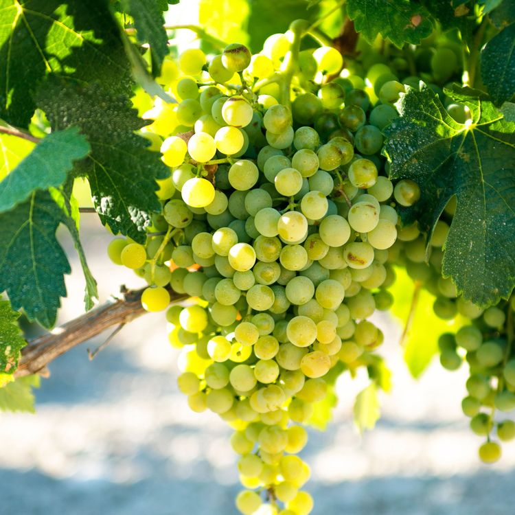 cover art for Alla gillar Albarino. Eller hur?