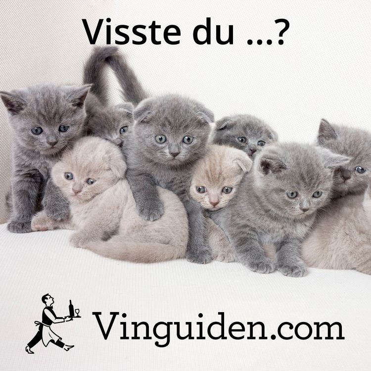 cover art for Kan ett vin lukta kattkiss?