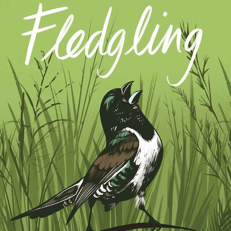 cover art for Little Atoms 788 - Hannah Bourne-Taylor's Fledgling